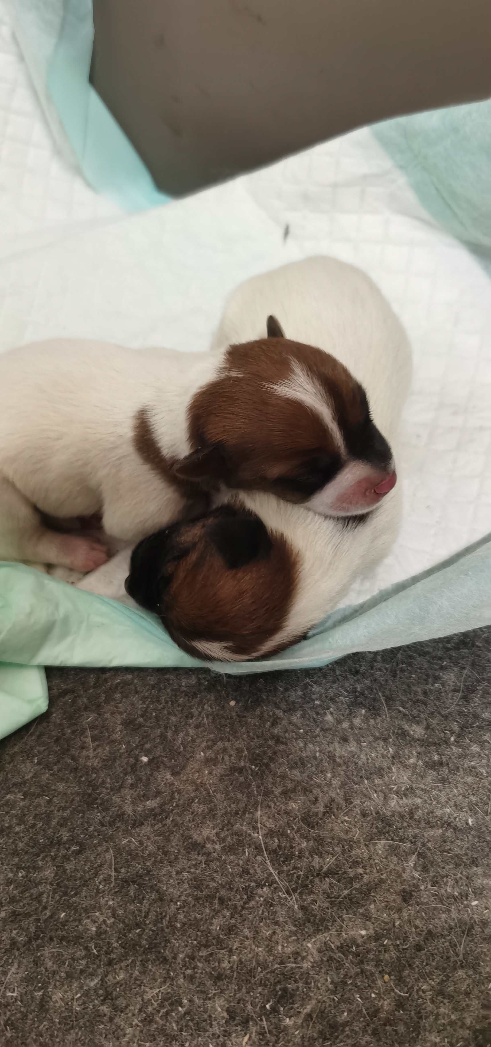 杰克罗素梗犬